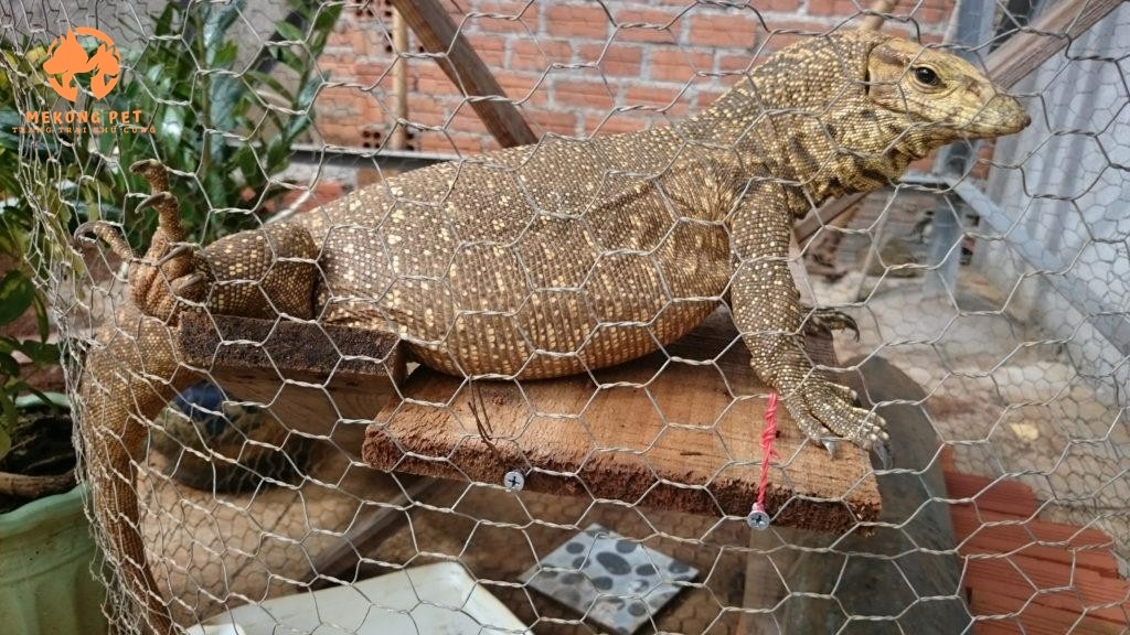 nuôi kỳ đà thịt rất dễ nhưng nuôi sinh sản khó hơn nhiều. Chuồng nuôi kỳ đà cần được xây kín, rào lưới chắc chắn để chúng không leo ra ngoài, nền láng xi-măng hoặc lát gạch. Trong chuồng nên bố trí bể nước cho kỳ đà tắm và một số vật liệu nhẹ để chúng trú ẩn. Ngoài ra, nếu nuôi sinh sản cần bố trí bãi cát để kỳ đà đẻ trứng. Mùa hè kỳ đà ăn khỏe, lớn nhanh nhưng mùa đông có tập tính hay ngủ nên gày ốm, vì vậy cần sắp xếp chuồng trại thoáng mát về mùa hè, ấm áp về mùa đông để tăng thể lực cho kỳ đà.